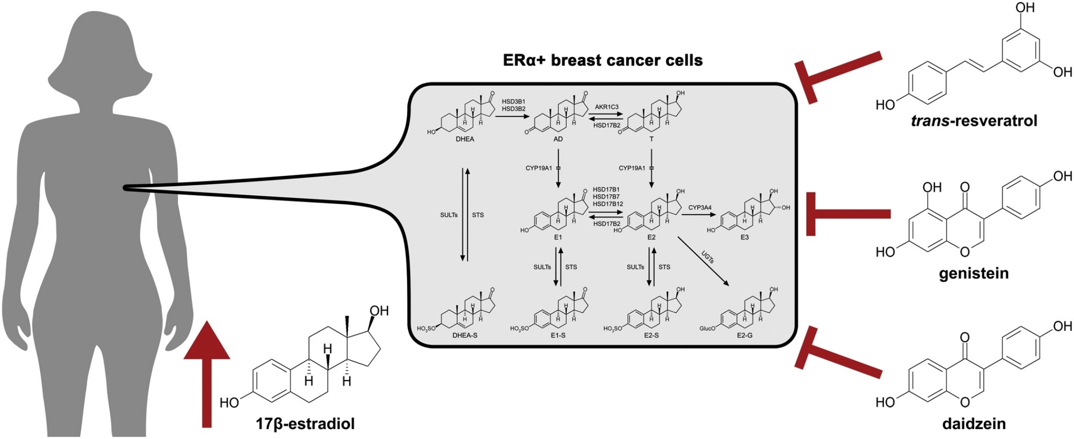 Resveratrol, Estrogen and Breast Cancer